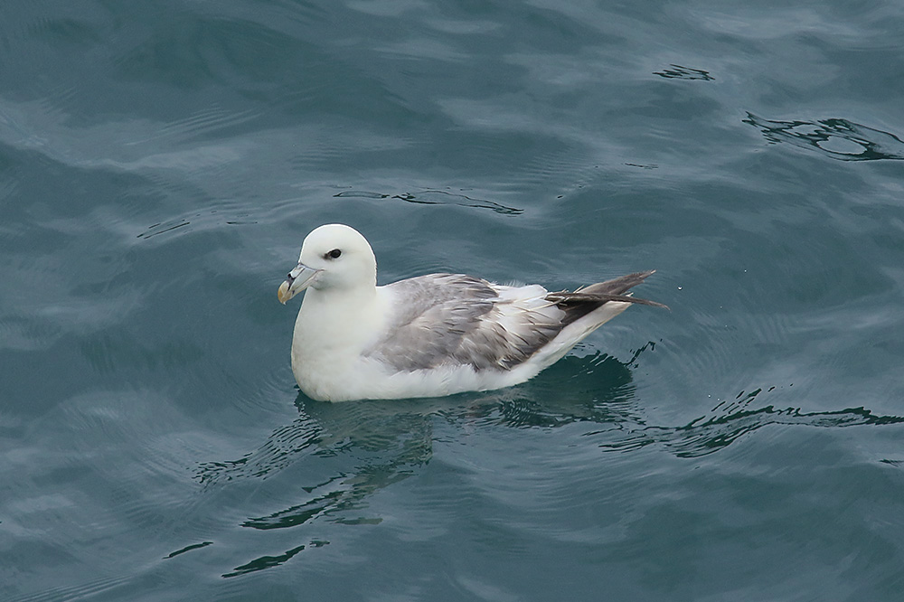 Fulmar by Mick Dryden