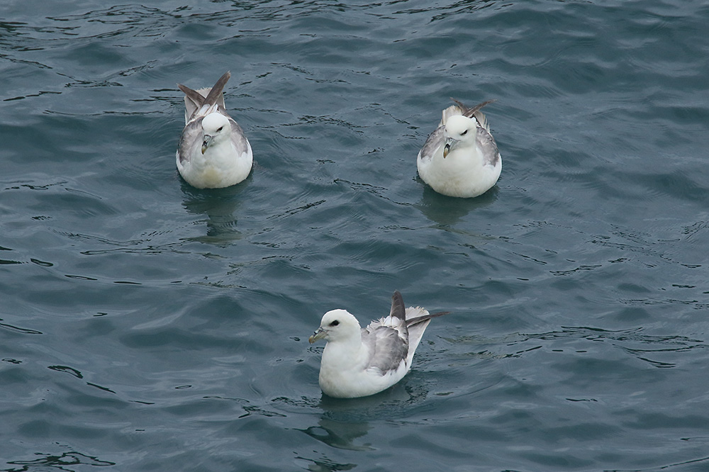 Fulmars by Mick Dryden