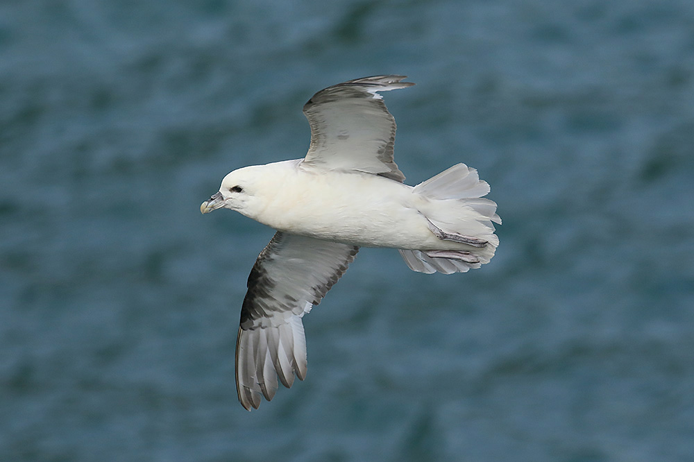 Fulmar by Mick Dryden