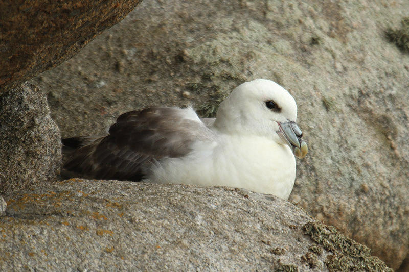 Northern Fulmar by Mick Dryden