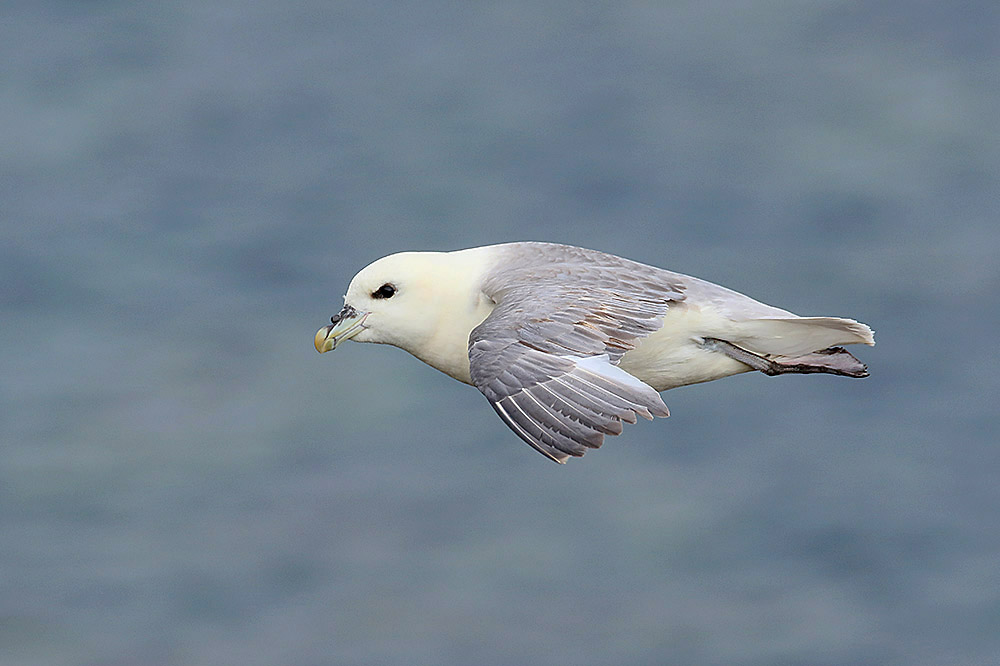 Fulmar by Mick Dryden