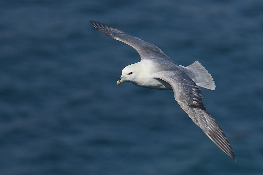 Fulmar by Mick Dryden