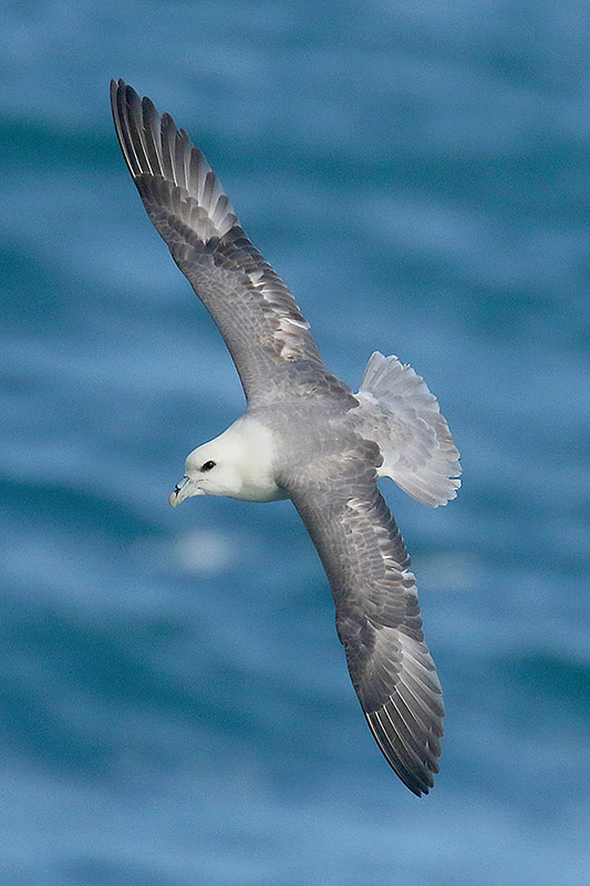 Fulmar by Mick Dryden