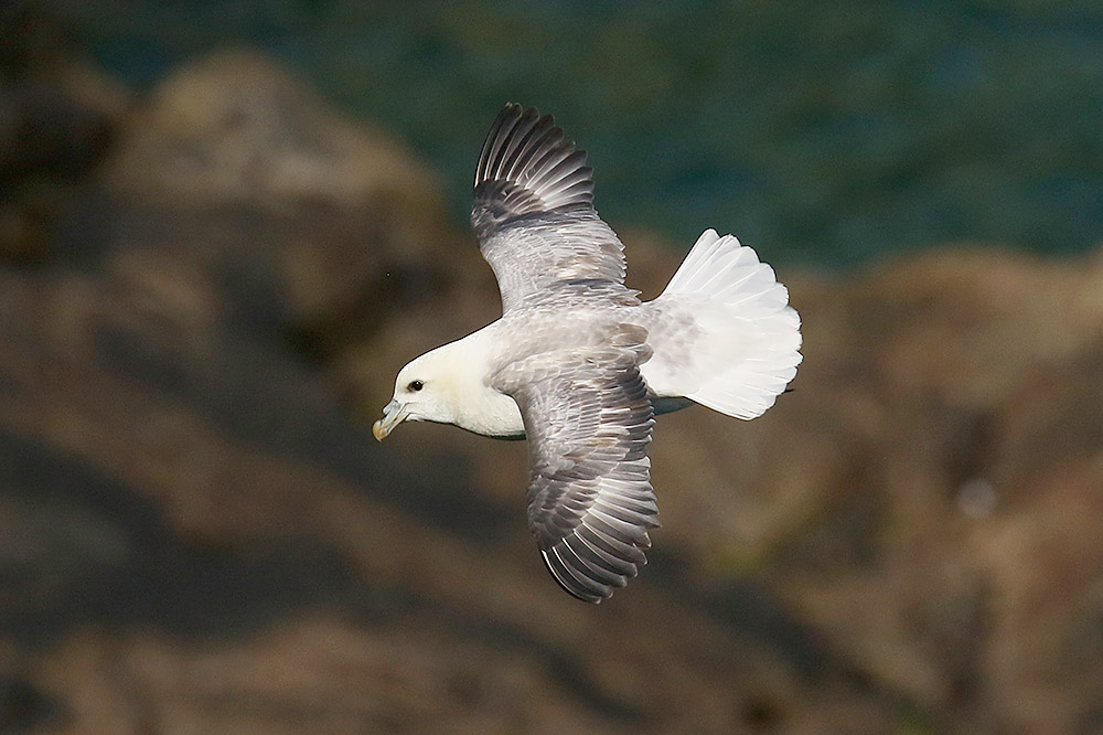 Fulmar by Mick Dryden