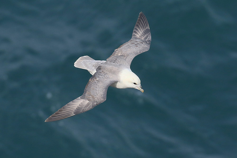 Fulmar by Mick Dryden