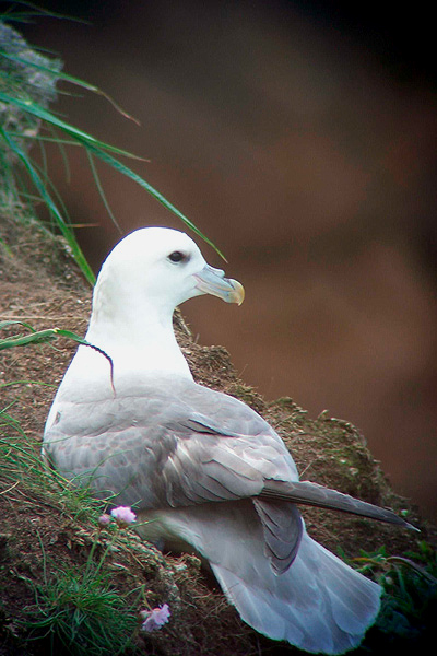 Northern Fulmar by Regis Perdriat