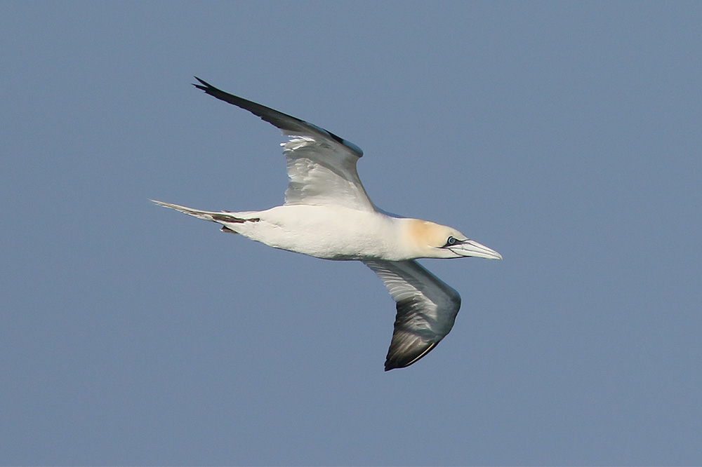 Gannet by Mick Dryden