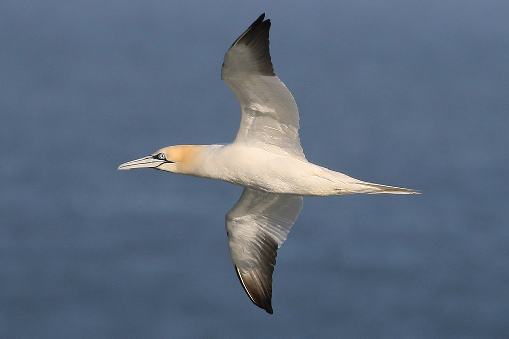 Northern Gannet by Mick Dryden