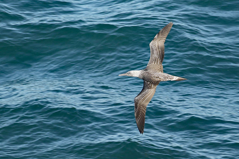 Gannet by Alan Modral