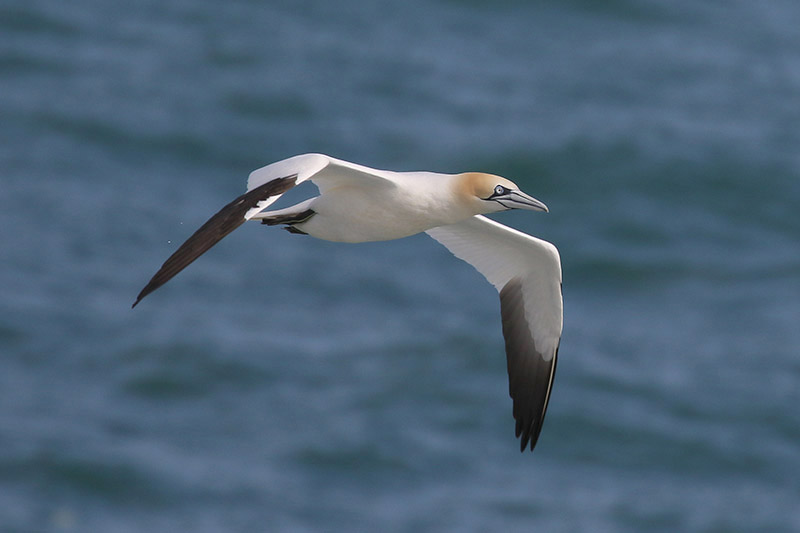 Gannet by Mick Dryden