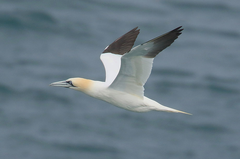 Gannet by Mick Dryden