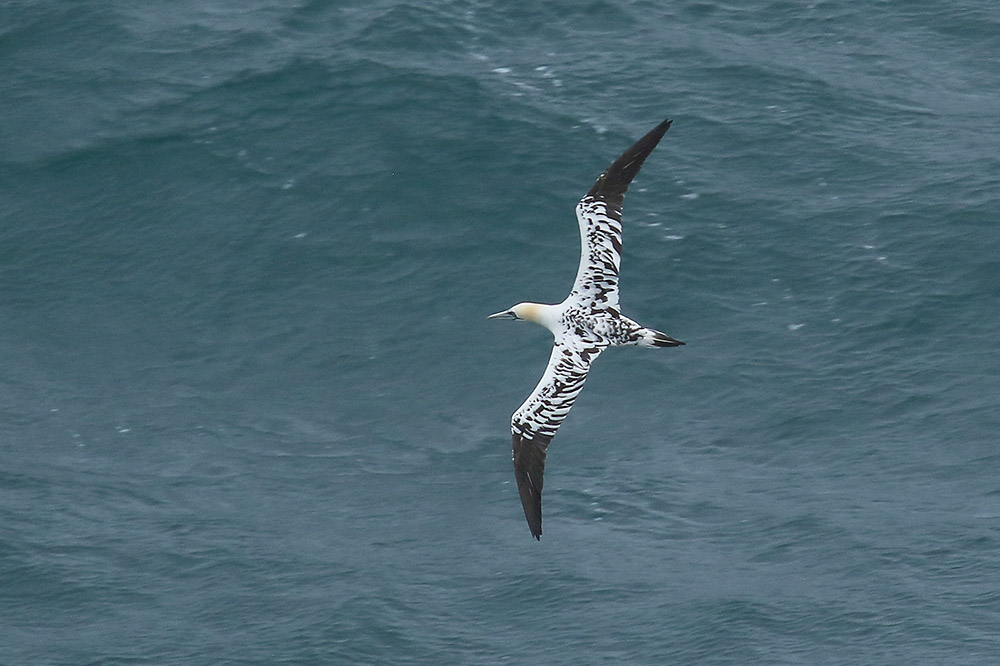 Gannet by Mick Dryden