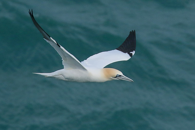 Gannet by Mick Dryden