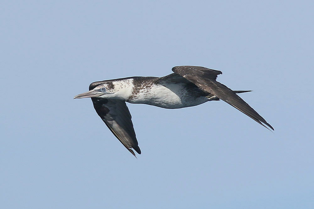 Gannet by Mick Dryden