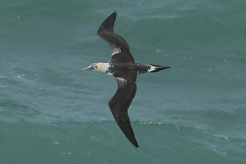 Northern Gannet by Mick Dryden