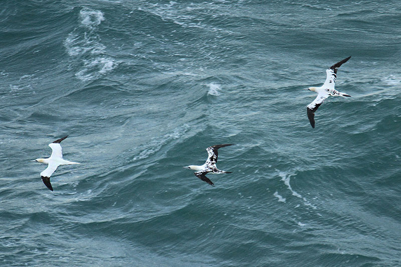 Northern Gannets by Mick Dryden