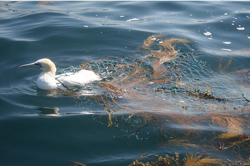 Gannet by David Nuth