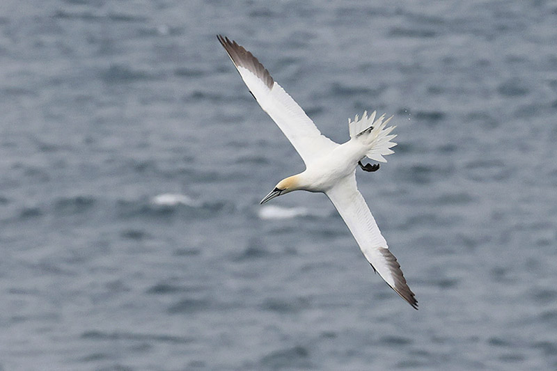 Gannet by Mick Dryden