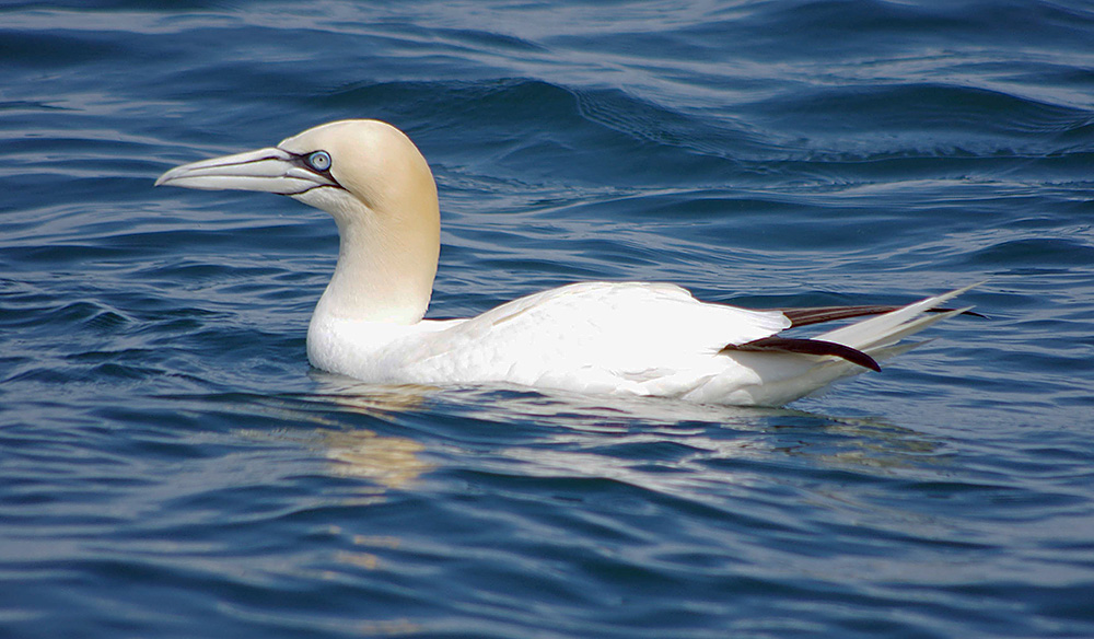 Gannet by Nick Jouault