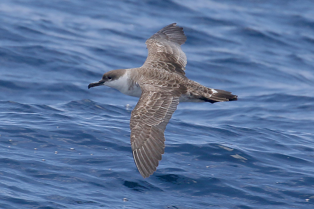 Great Shearwater by Mick Dryden