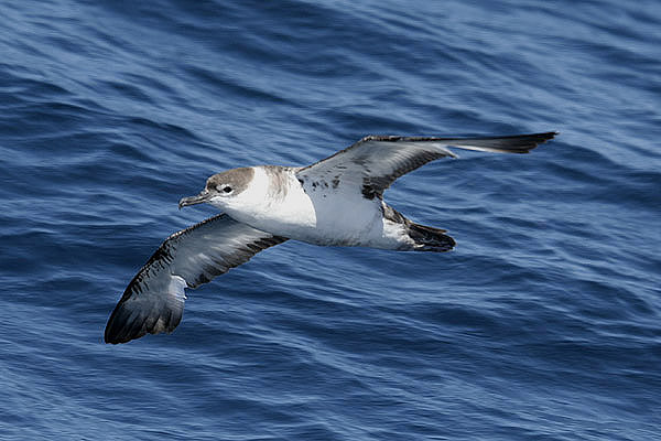 Great Shearwater by Mick Dryden