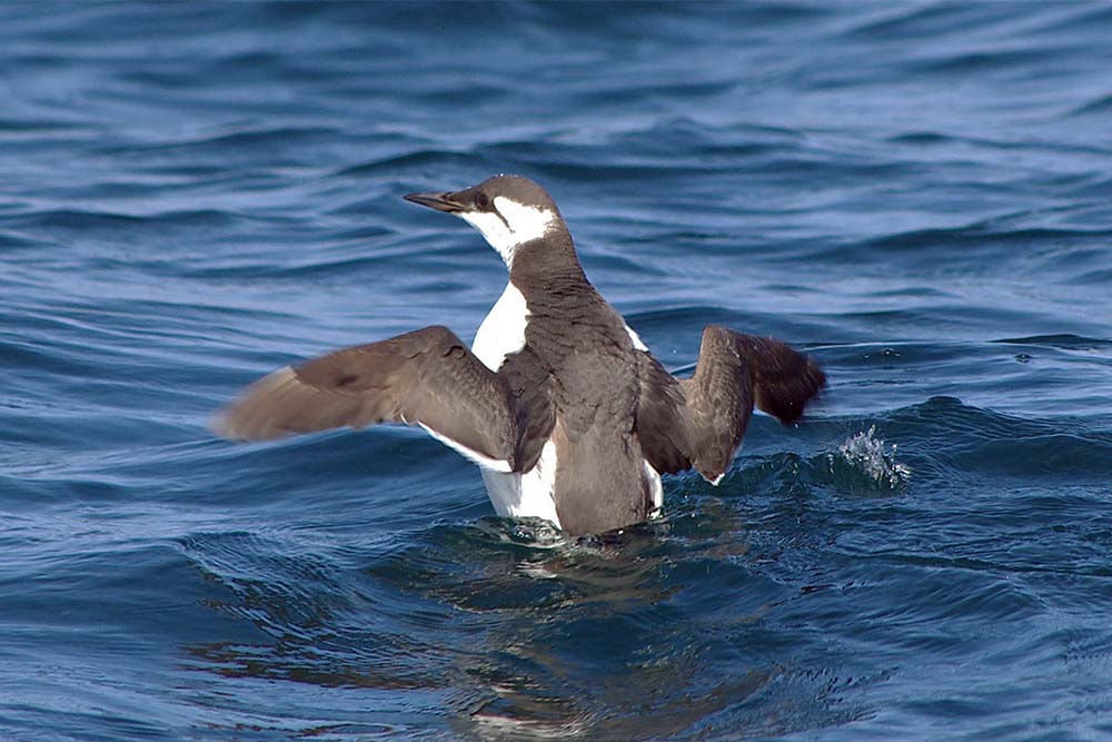 Guillemot by Nick Jouault