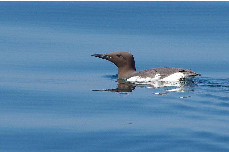Guillemot by Nick Jouault
