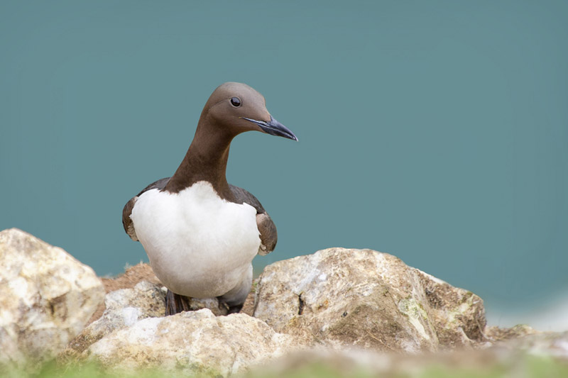 Guillemot by Kris Bell