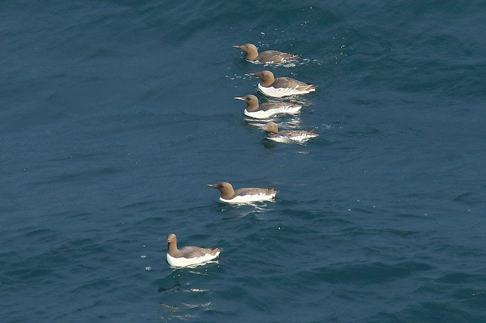 Guillemots by Mick Dryden