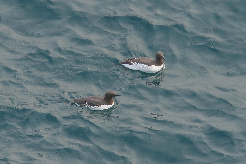 Common Guillemot by Mick Dryden