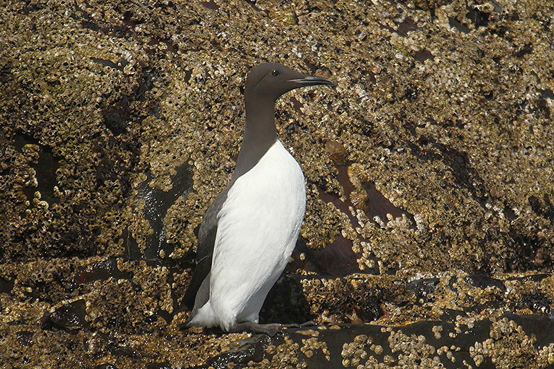 Guillemot by Mick Dryden