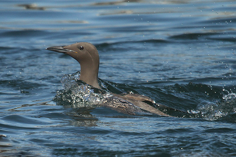 Guillemot by Mick Dryden