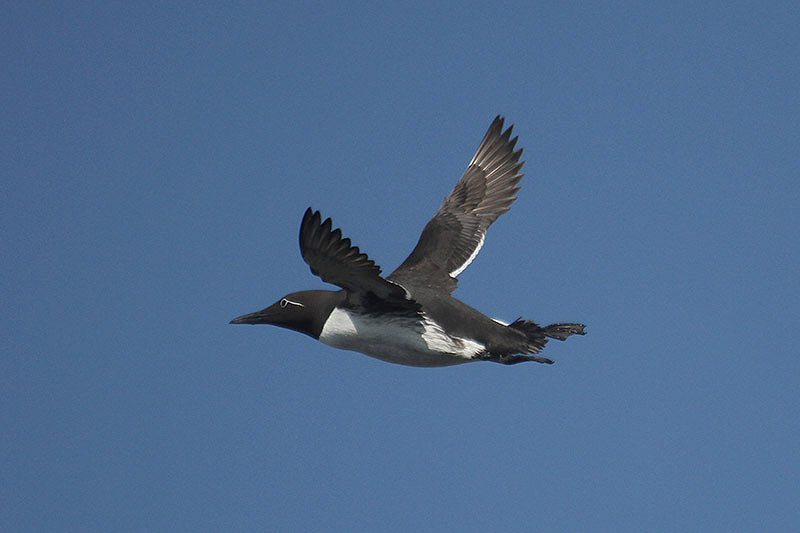 Guillemot by Mick Dryden
