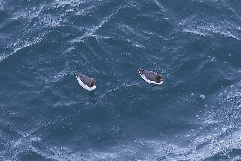 Guillemot by Mick Dryden