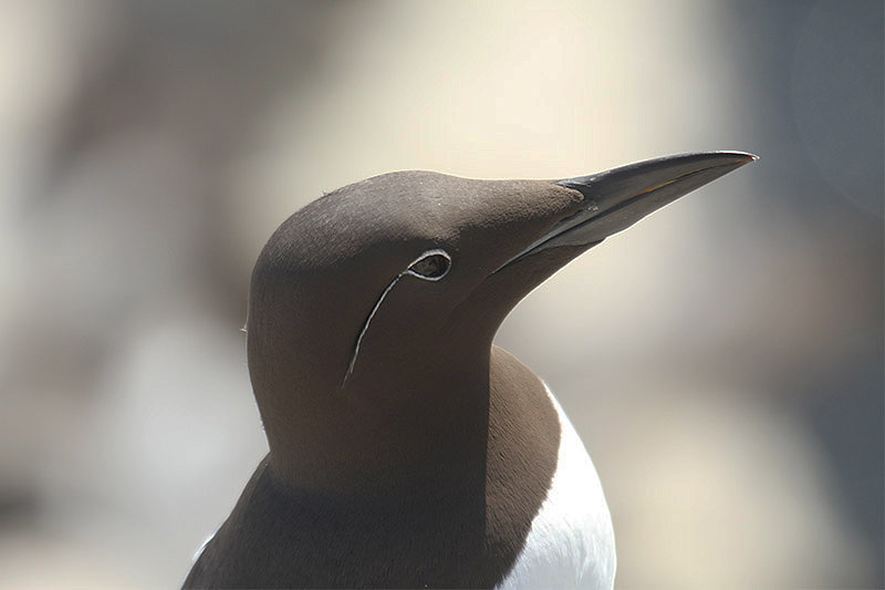 Guillemot by Mick Dryden