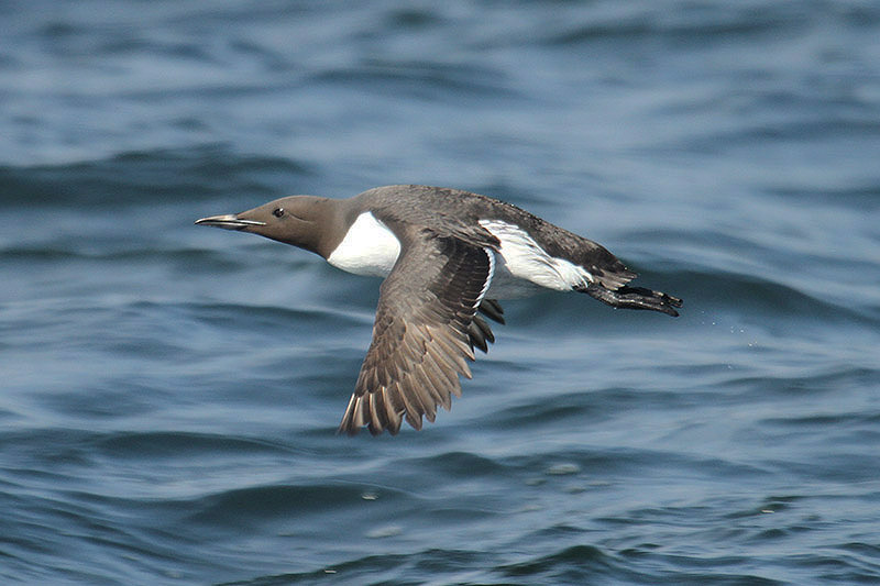 Guillemot by Mick Dryden