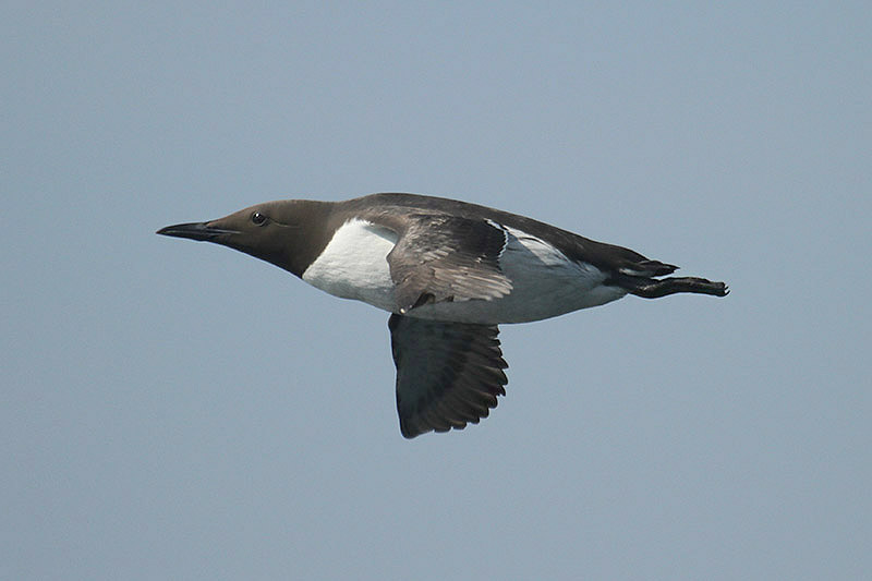 Guillemot by Mick Dryden