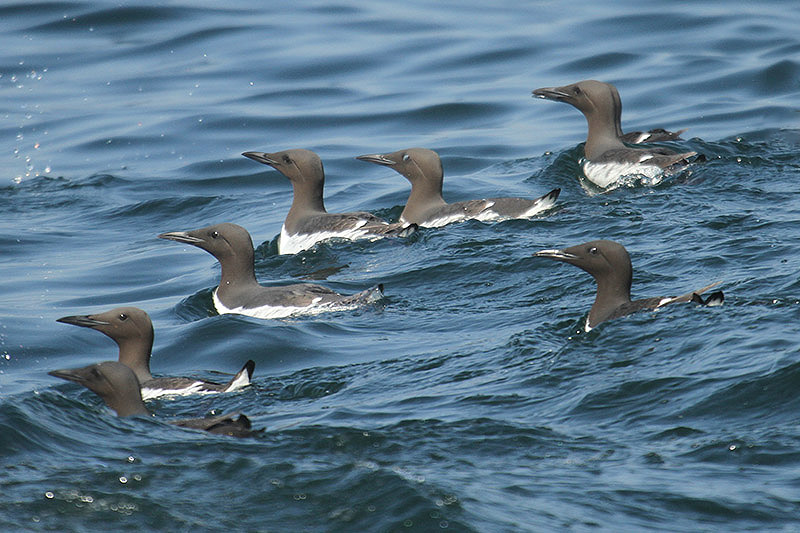 Guillemot by Mick Dryden