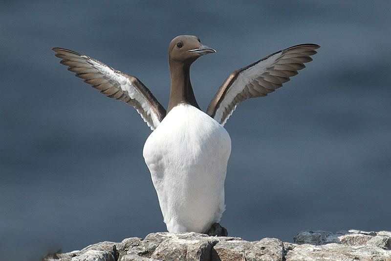 Guillemot by Mick Dryden