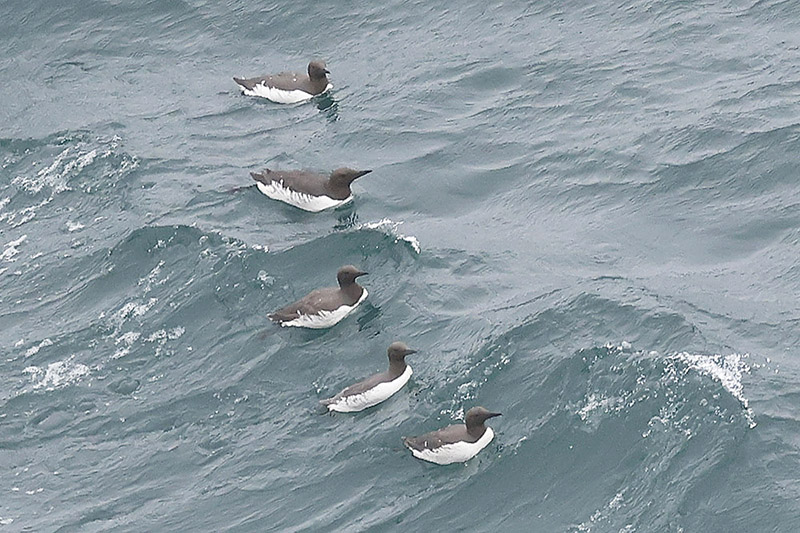 Guillemots by Mick Dryden