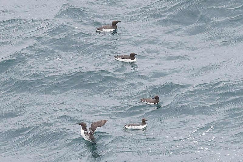 Guillemots by Mick Dryden