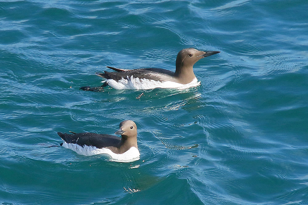 Guillemot by Mick Dryden