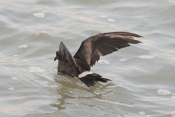 Leach's Storm-petrel by Mick Dryden