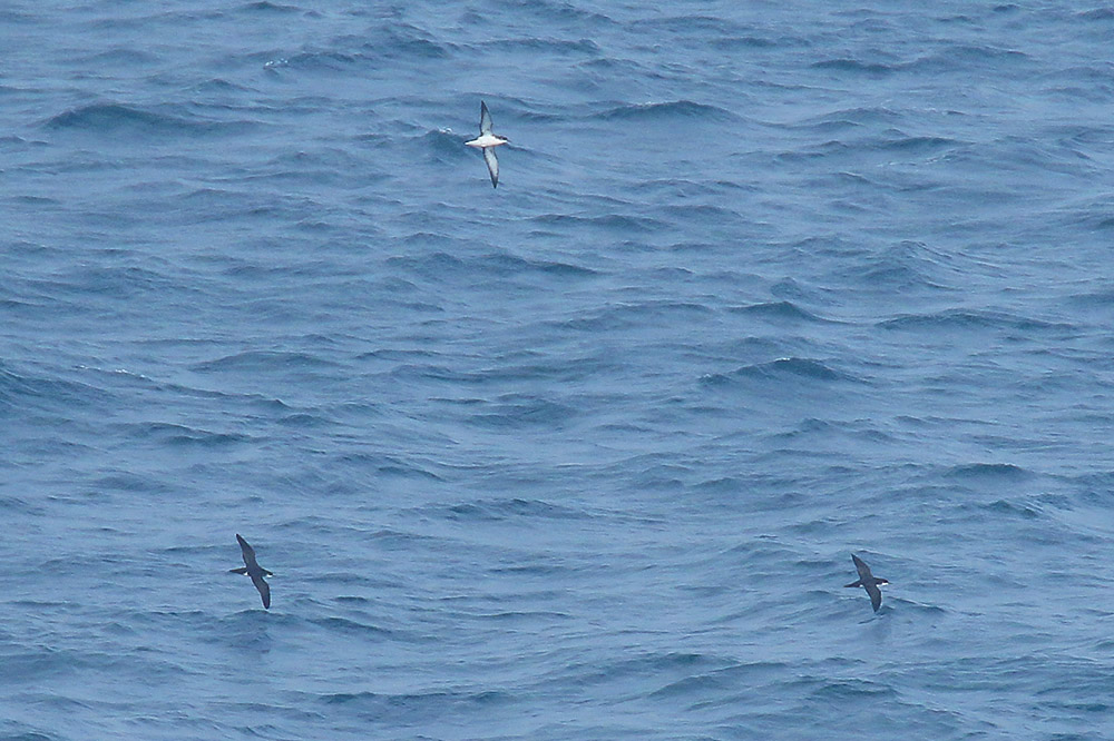 Manx Shearwaters by Mick Dryden