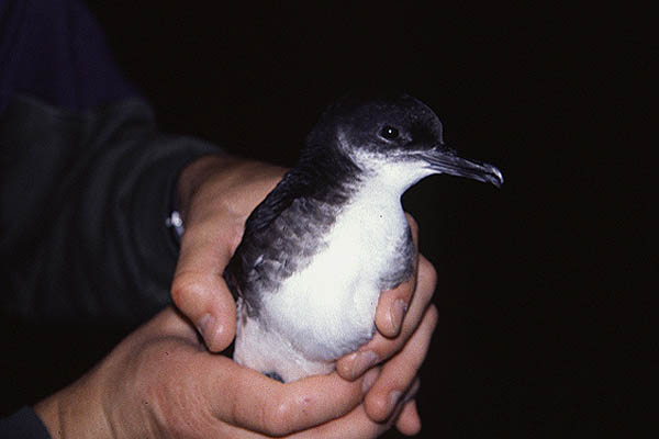 Manx Shearwater by Mick Dryden