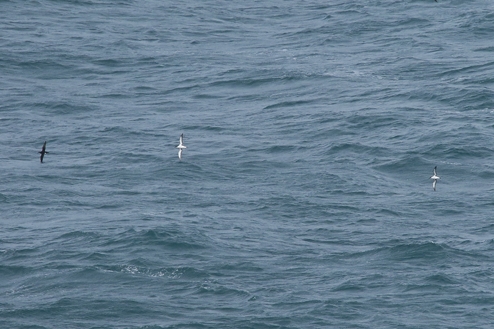 Manx Shearwaters by Mick Dryden