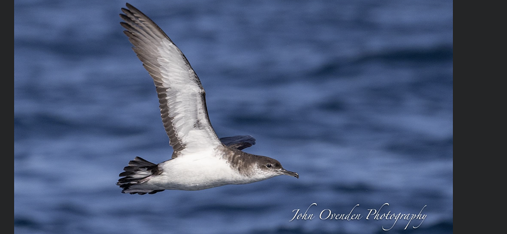 Manx Shearwater by John Ovenden