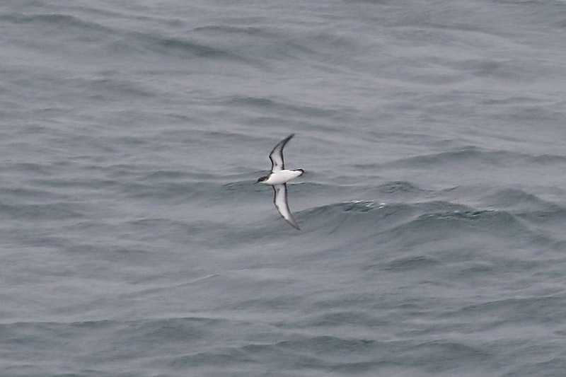 Manx Shearwater by Mick Dryden