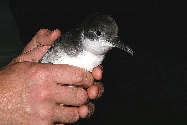 Manx Shearwater by Mick Dryden