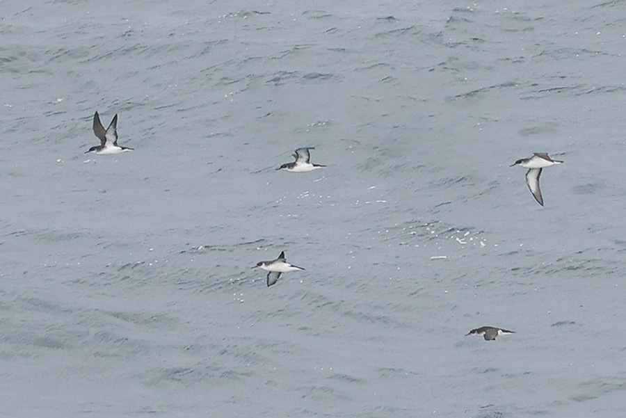 Manx Shearwaters by Mick Dryden